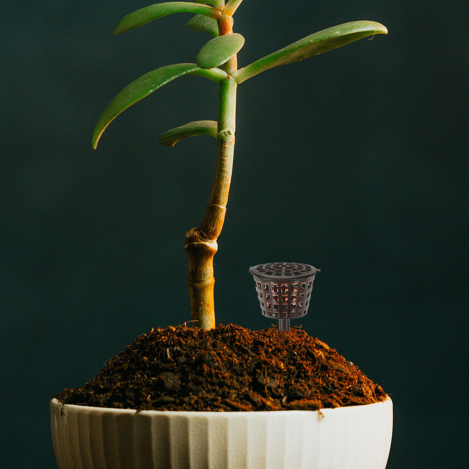 20Pcs Premium Plastic Fertiliz - Bonsai Garden Plants บทวิจารณ์และราคา