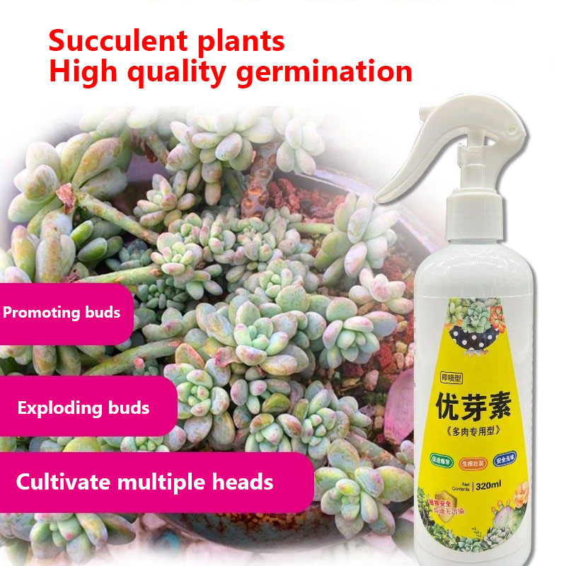 NEW Succulent Plant Eugenin Pr - Bonsai Soil Akadama บทวิจารณ์และราคา