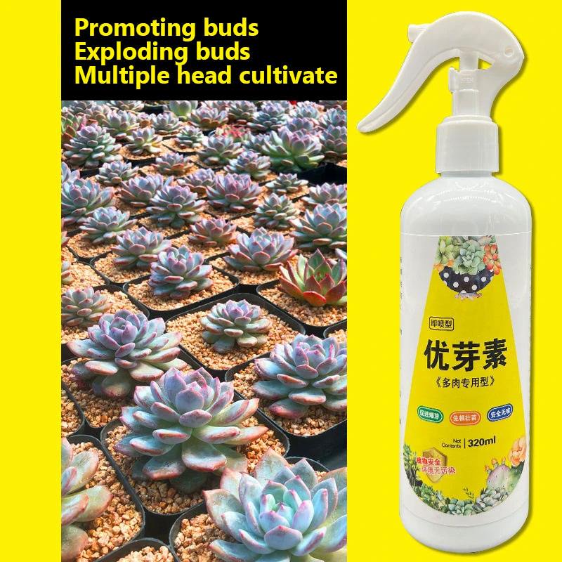 NEW Succulent Plant Eugenin Pr - Bonsai Soil Akadama บทวิจารณ์และราคา