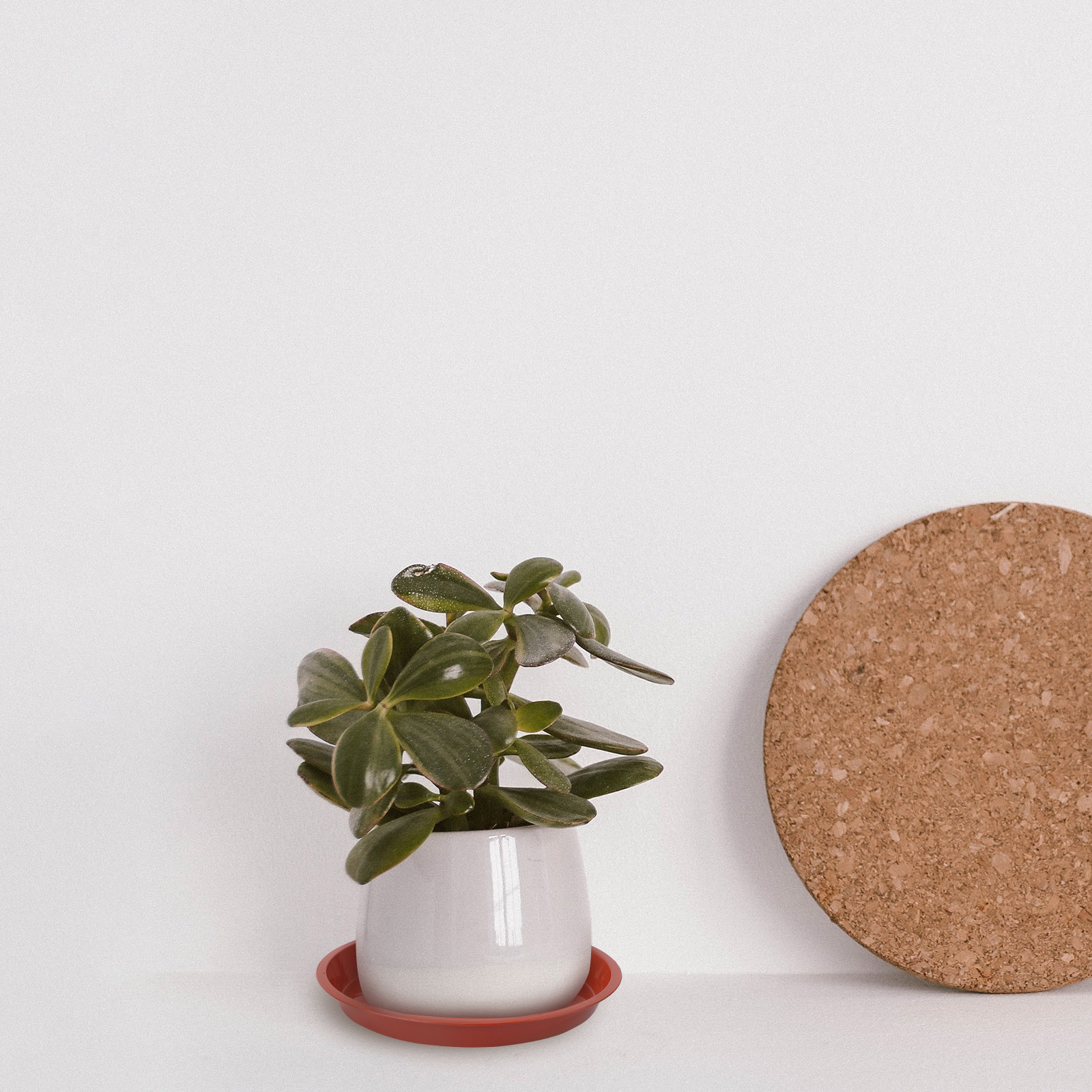 10Pcs Plastic Plant Pot Plates - Drip Tray Saucer บทวิจารณ์และราคา