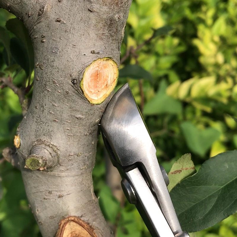 2 in 1 Bonsai Cutter Wear Resi - Concave Branch Cutter บทวิจารณ์และราคา
