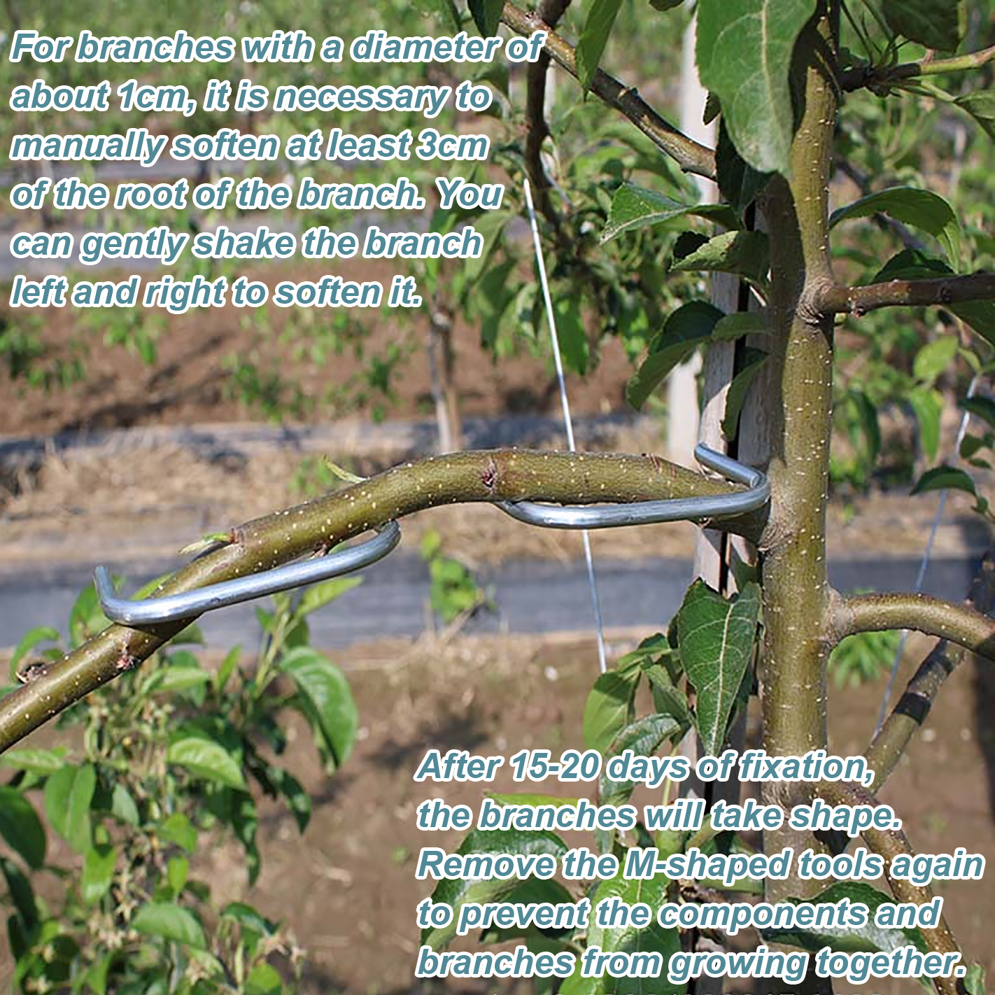 Fruit Tree Branch Shape Fixato - Concave Branch Cutter บทวิจารณ์และราคา