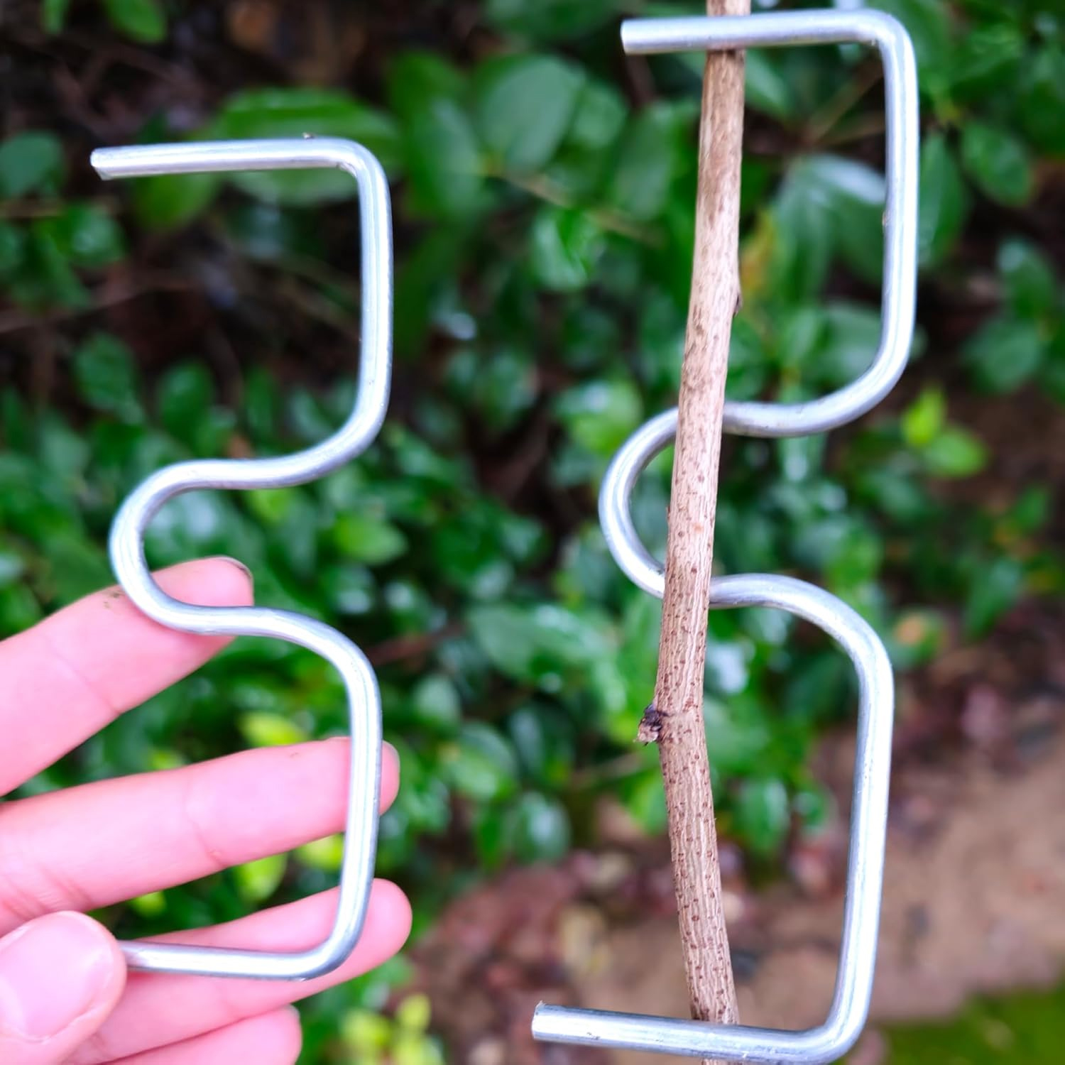 Fruit Tree Branch Shape Fixato - Concave Branch Cutter บทวิจารณ์และราคา