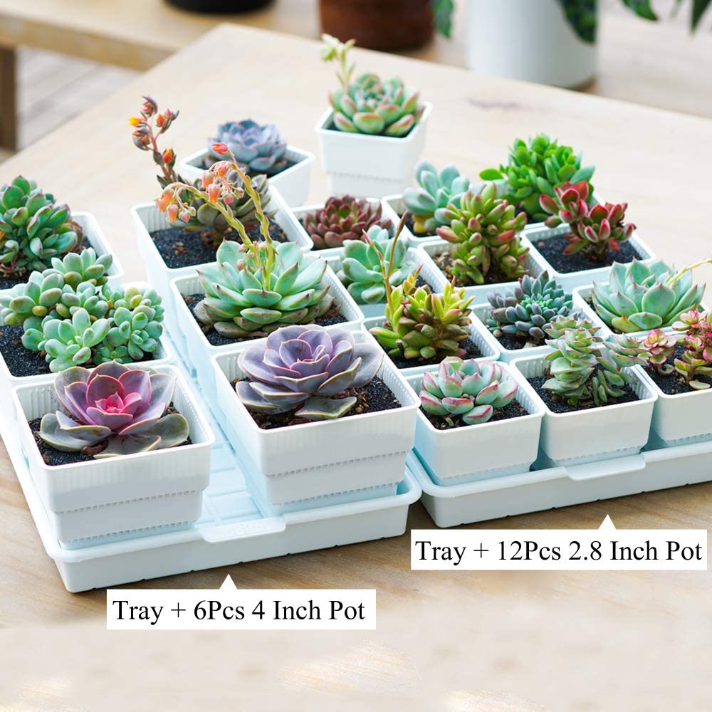Meshpot Square Plastic Basin T - Drip Tray Saucer บทวิจารณ์และราคา