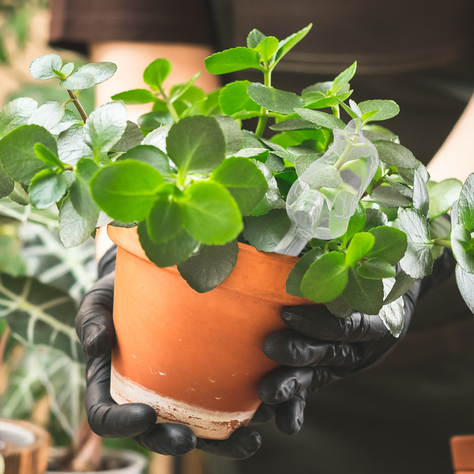 Glass Self-Watering Globes Aut - Bonsai Garden Plants บทวิจารณ์และราคา