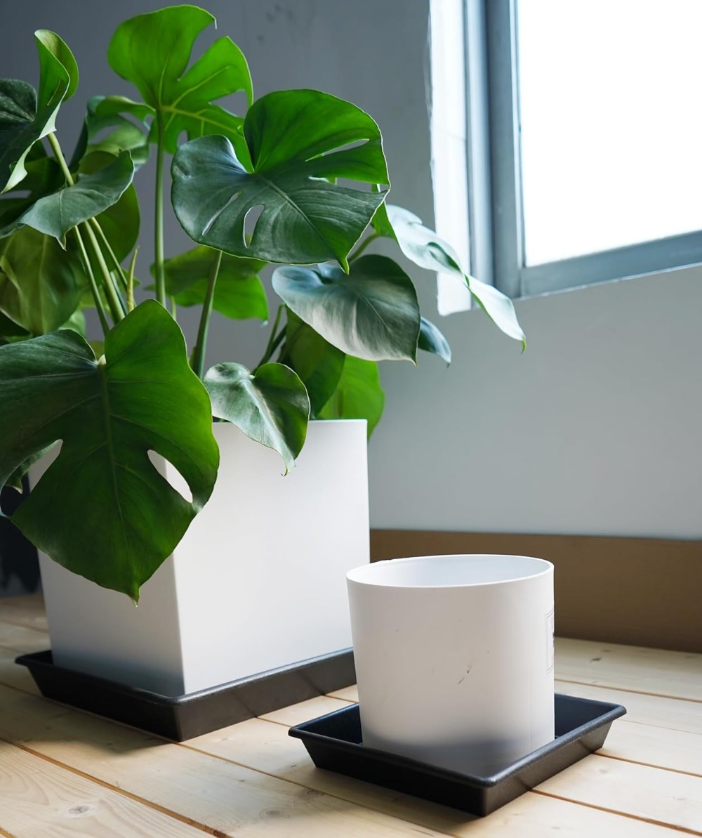 Square Plant Saucer 6 Inch 5 P - Drip Tray Saucer บทวิจารณ์และราคา