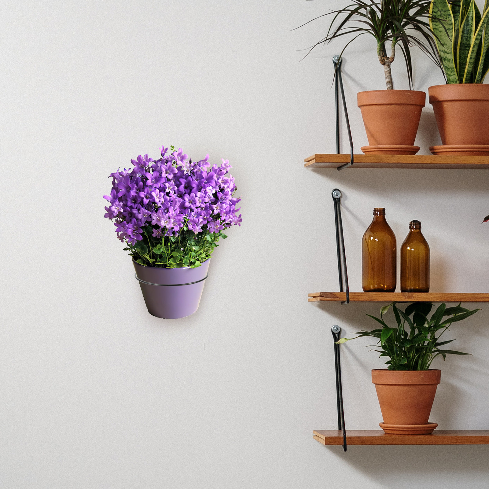 Iron Wall-Mounted Flowerpot Ra - Bonsai Garden Plants บทวิจารณ์และราคา